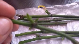 Детки на срезанных цветоносах, убираем лишние росты