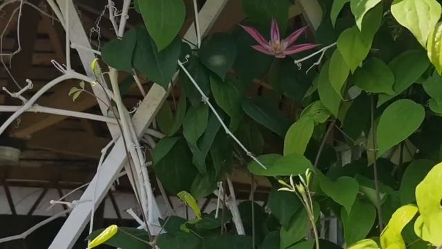 Они УСЫПАНЫ ЦВЕТАМИ ДО ОСЕНИ! Посадите ТАКИЕ КЛЕМАТИСЫ, и скажите СПАСИБО! смотреть онлайн