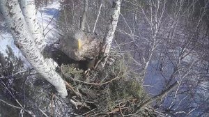 Демонстративные крики орлана-белохвоста на гнезде