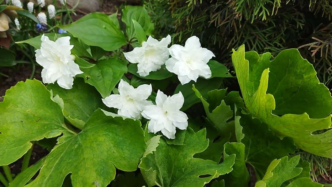 Махровый триллиум флоре плено краткий отзыв