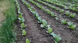 о махорке и табаке