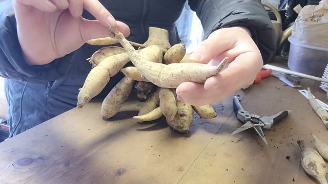 Dalie, wykopywanie, ocena zdrowotności (dalia gall) i przechowywanie na 2 sposoby смотреть онлайн