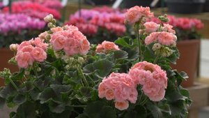 Pelargonium Rosebud Astrid in 360° view