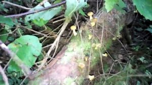 Где собирать Опята в Подмосковье | Истра Баево Болото