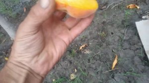 Інжирний персик Бельмондо.