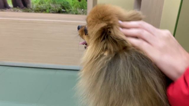 Собаки общаются между собой, пугая друг-друга перед прививкой. Pomeranian vaccination. смотреть онлайн
