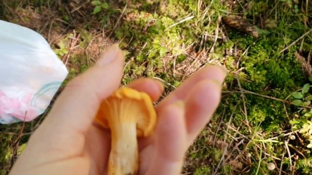 МАСОВИЙ ЗБІР ЛИСИЧОК? Вийшла за ЛИСИЧКАМИ, ПІДОСИЧНИКАМИ та БІЛИМИ ГРИБАМИ? Збираю Гриби #49 смотреть онлайн