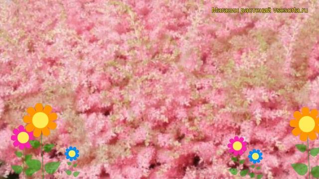 Астильба гибридная Хонки Тонк. Краткий обзор, описание характеристик astilbe hibrida Honky Tonk