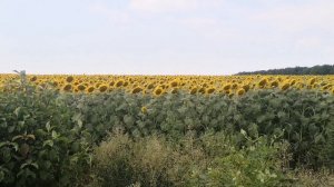 сравнение подсолнуха по дисковке VS no-till (ноутил) цветение