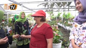 Plant Tour, Rombongan Pecinta Tanaman Aceh Ke Kebun Anthurium Berastagi | omded tv jln - jln #161