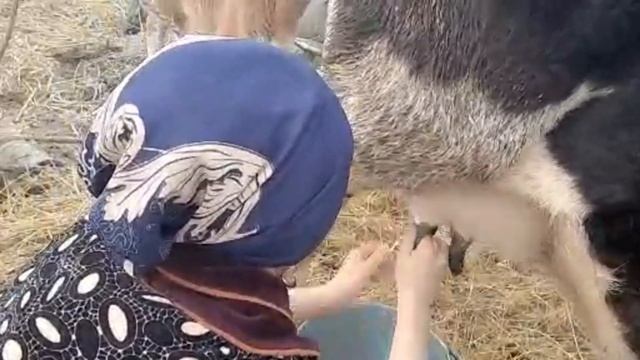 Сиыр сауу. Ауыл өмірі. Как доить корову руками? смотреть онлайн