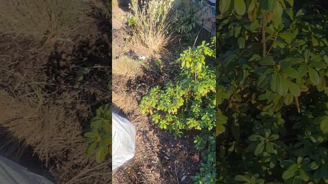 Fall planting of allium bulbs. смотреть онлайн