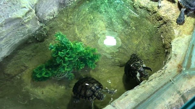 Малыш Матвей играет в зоопарке веселых приключений🦁🦊🐭🐒🦉 смотреть онлайн