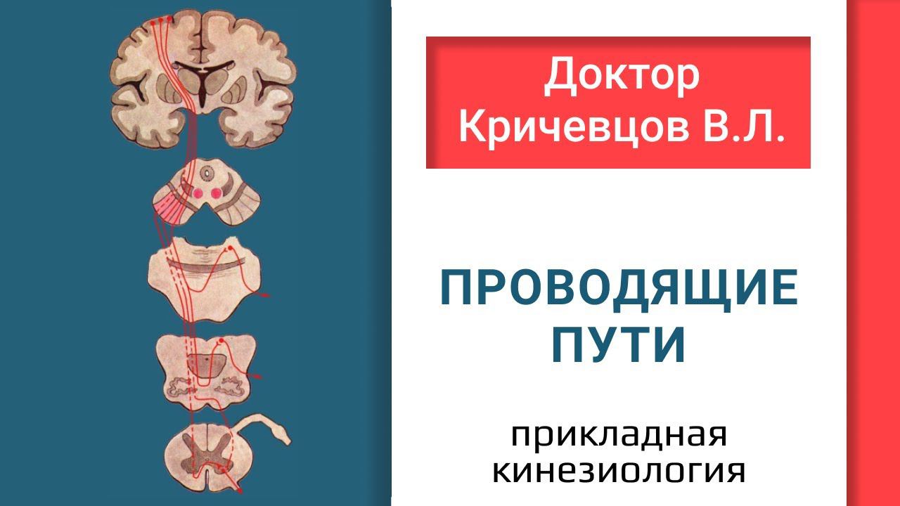 Прикладная кинезиология, проводящие пути