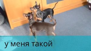 русский той терьер