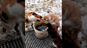 Как коты ловят рыбок из ведра