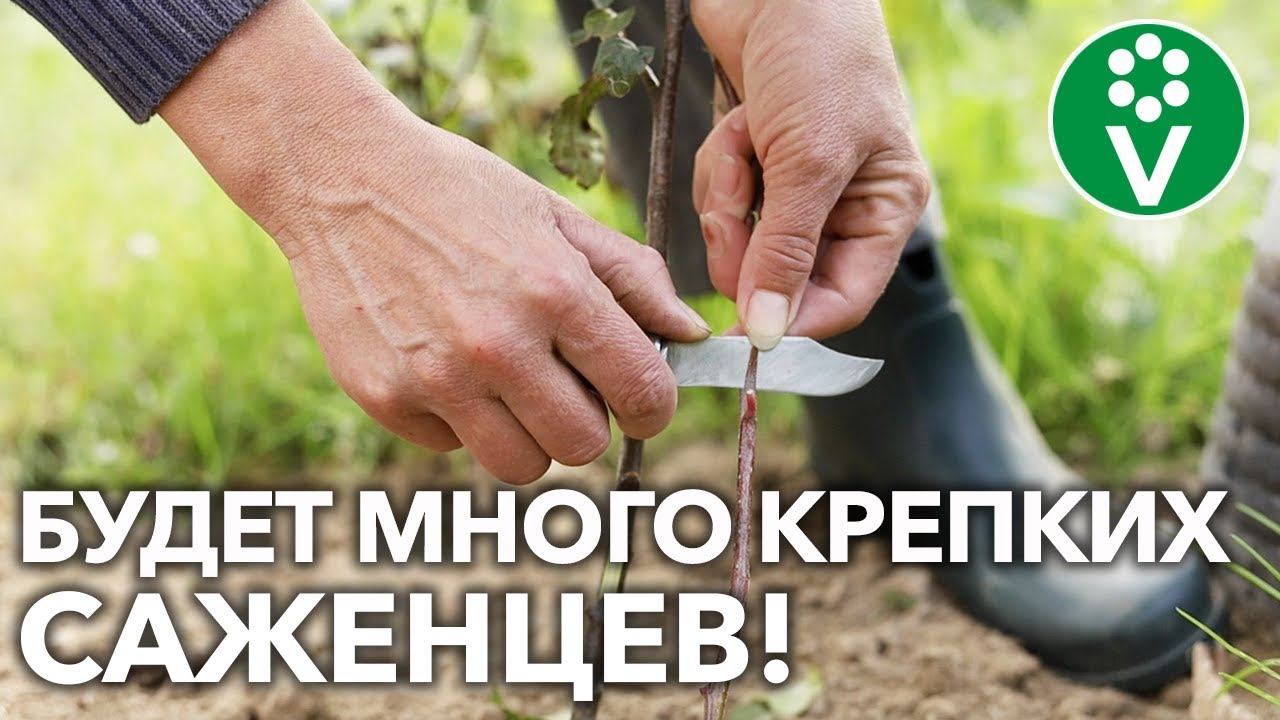 ЭТО ДОЛЖЕН ЗНАТЬ КАЖДЫЙ САДОВОД! Окулировка яблони – ВЕСЬ ПРОЦЕСС от А до Я.