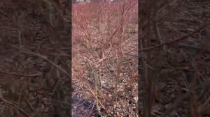 Обрезка взрослого куста голубики! Голубика! Обрезка голубики!