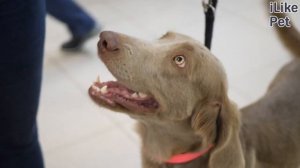 Как надо ухаживать за веймаранером?