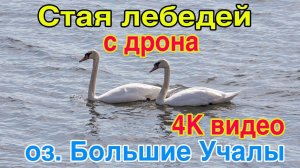 Стая лебедей на озере Большие Учалы - съемка с дрона 20 мая 2018 г. 4К видео