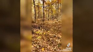 Охота с Русско пегой гончей