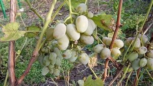 Виноград КоКл ( Белый КоКл) .