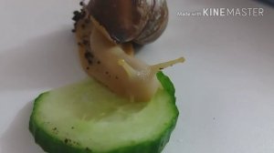 Интересные факты про улиток?