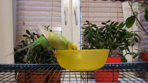 ?? Как приучить попугая купаться в купалке? || Лайфхак ?