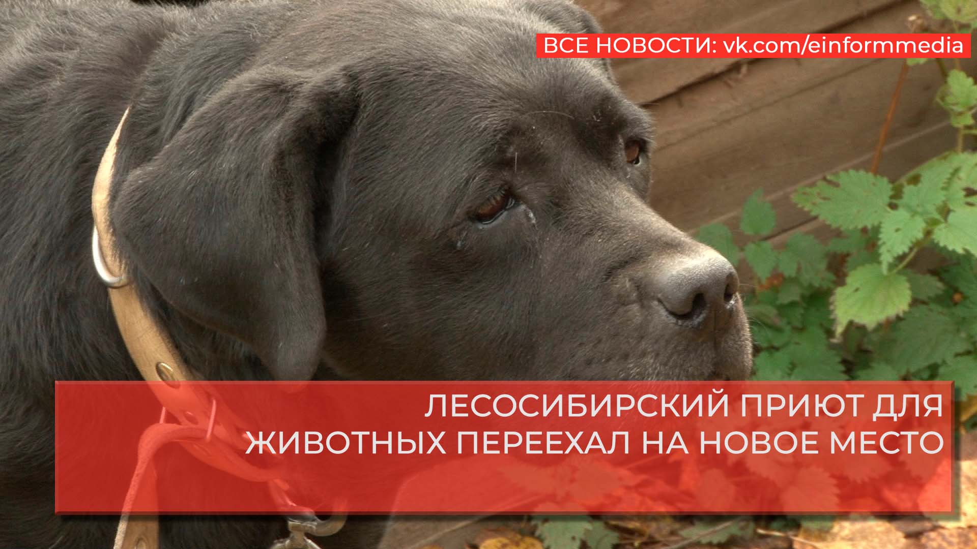 ЛЕСОСИБИРСКИЙ ПРИЮТ ДЛЯ ЖИВОТНЫХ  ПЕРЕЕХАЛ НА НОВОЕ МЕСТО.mp4