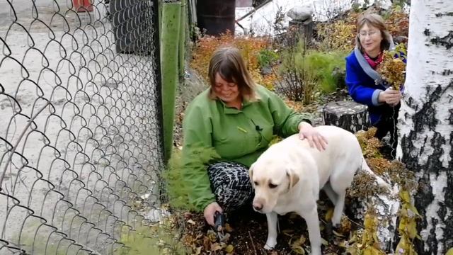 ГОРТЕНЗИЯ ОБРЕЗКА осенью, Как обрезать показывает Галя! ШТАМБОВАЯ ГОРТЕНЗИЯ и черенки на весну! смотреть онлайн