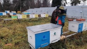 ? Советы для начинающих пчеловодов по улью лежак 2021 ?