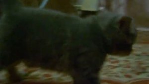 Британский котенок (помесь с экзотом)