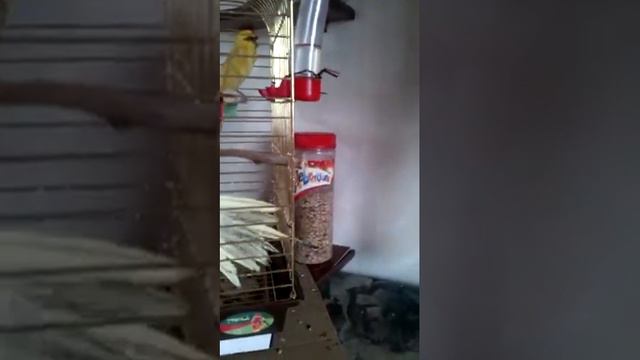 Воздушные ванны кореллы (Air baths cockatiels) смотреть онлайн