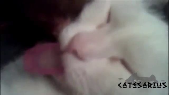 56 Cat pulling the tongue Кота тянут за язык смотреть онлайн