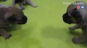 Щенки ка де бо. Собака породы кадебо