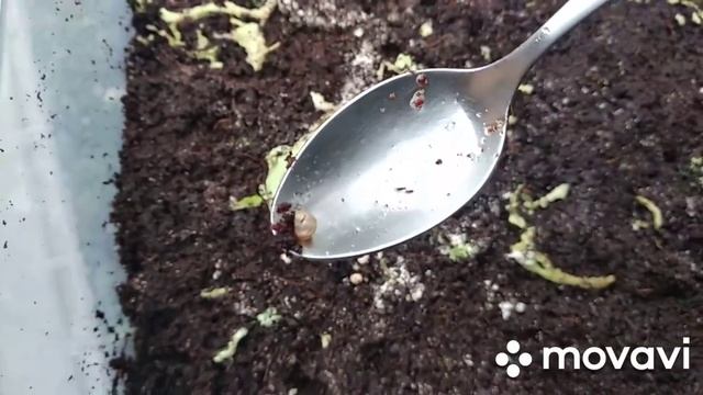 кормления улиток Смена кокосового наполнение Яйца улиток Уход за улитками уборка в контейнере смотреть онлайн