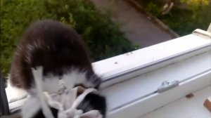 кот упал с высоты