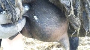 Разрыв шишки на вымени