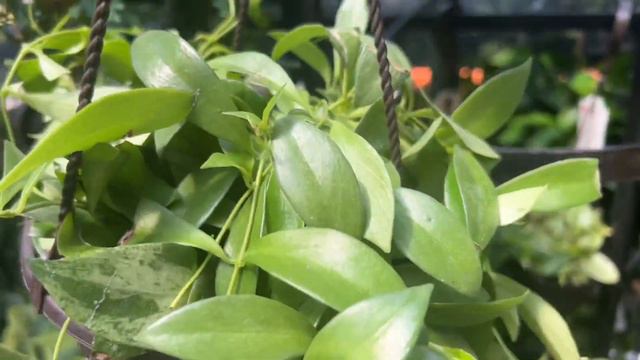 Mystery Pilea? Plant Shopping at Home Depot! Big Box Store Plant Shopping - Spring Plant Shopping!!