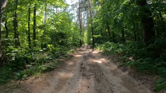 Сурское водохранилище | можно заблудиться в этом лесу и так и не доехать к воде