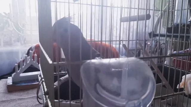 Реакция кореллы на звуки диких животных😂 смотреть онлайн