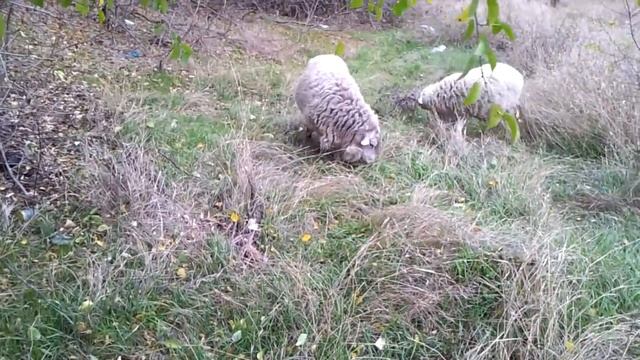 Почему я всегда говорю о плохом? Отвечаю на наезд. смотреть онлайн