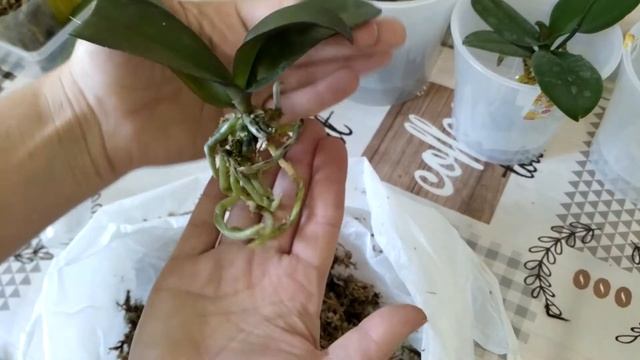 ОРХИДЕИ 88 | ПЕРЕСАДКА орхидей BUDDHA'S TREASURE | SUMMER BREATH 401 | LECO FANTASTIC | смотреть онлайн