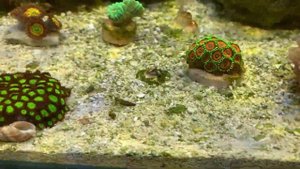 Зоантусы в моем морском мини аквариуме.
