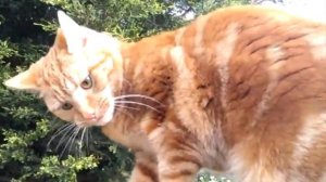 РЫЖИЙ КОТ МУРЛЫКА веселая детская песенка