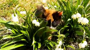 КУКИ В ДЕТСТВЕ