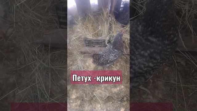 молодой петушок-??? крикун..?? смотреть онлайн