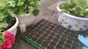 ГЕРАНЬ ,УРОК ДЛЯ .....УКОРЕНЯЮ АМПЕЛЬНУЮ ПЛЮЩЕЛИСТНУЮ .