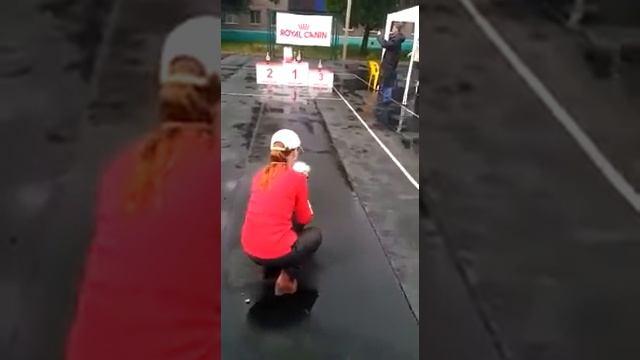 КХС Карнелиус Лана Дель Рей на выставке собак в Стерлитамак. смотреть онлайн