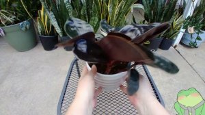 Geogenanthus Ciliatus from Costa Farms